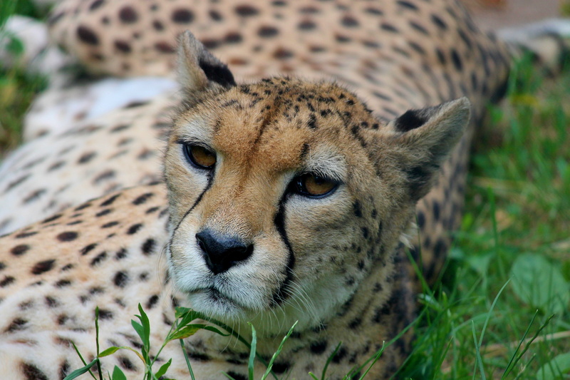 relaxation, focus on foreground, undomesticated cat, animal markings, animal world, africa, animal themes, photography, head, concerns, head drawing, one animal