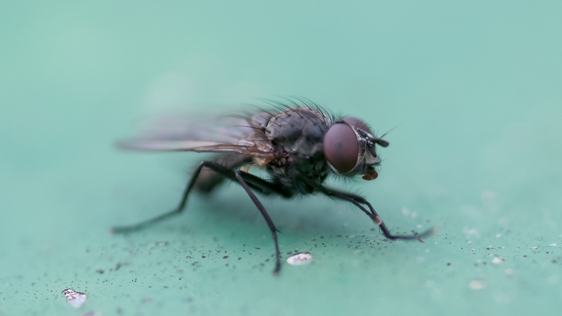 nature, public record, dew, eye, animal world, extreme close-up, wing, animal eye, macro, animal, fly, 2K, day, hairy, animals in the wild, housefly, animal themes