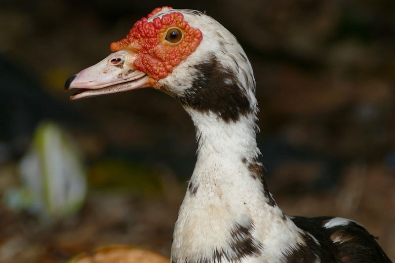 one animal, animal world, focus on foreground, feather, red, animal, outdoors, animal eye, animal wildlife, animal neck, poultry, looking, profile view