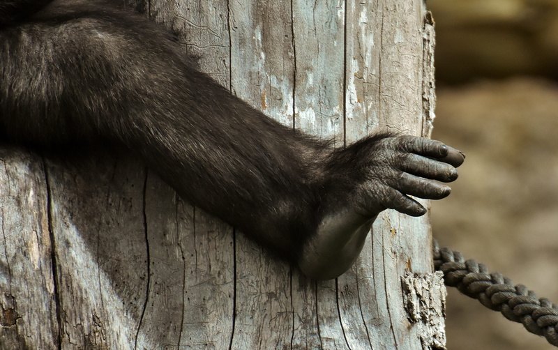 close-up, one animal, creature, animal recording, wood - material, gorilla, people, ape, animal world, wildlife photography, 4K, focus on foreground, monkey