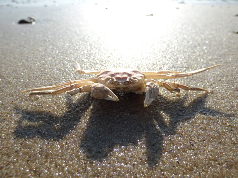 invertebrate, animal themes, elbe beach, nature, hamburg, wildlife, coast, public record, land, animal wildlife, cancer, shellfish, sea, meeresbewohner