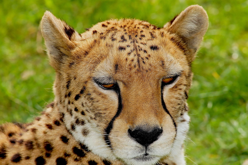 no people, fast, africa, cheetah, focus, animal body part, whisker, undomesticated cat, concerns, close-up, face, 4K, dangerous, predator, focus on foreground