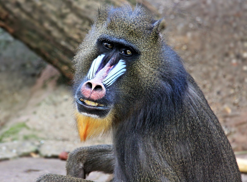 captivity, close-up, vertebrate, primate, bored, mammal, zoo, nature, outdoors, animals In The Wild, baboon, looking, animal, no people, animal wildlife