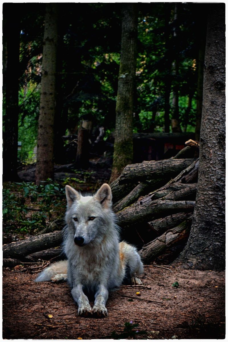 forest, animal wildlife, outdoors, animal themes, woodland, trunk, pets, white wolf, one animal, beauty, wolf, animal, dörverden, cute, relaxation, animals in the wild