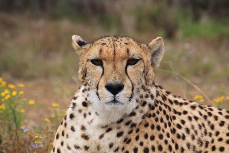 predator, feline, Cheetah, fur, one animal, cat, fast, outdoors, animal, nature, 4K, animals in the wild, animals, day, africa, looking at camera, animal themes