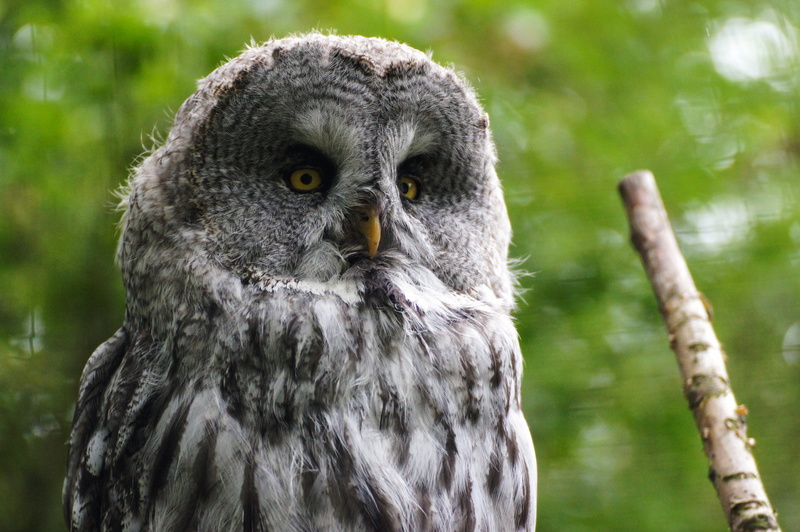 face, animal world, night fighter, bird, wildlife park, bird of prey, people, hunter, vertebrate, day, outdoors, forest animal, zoo, feather, yellow eyes