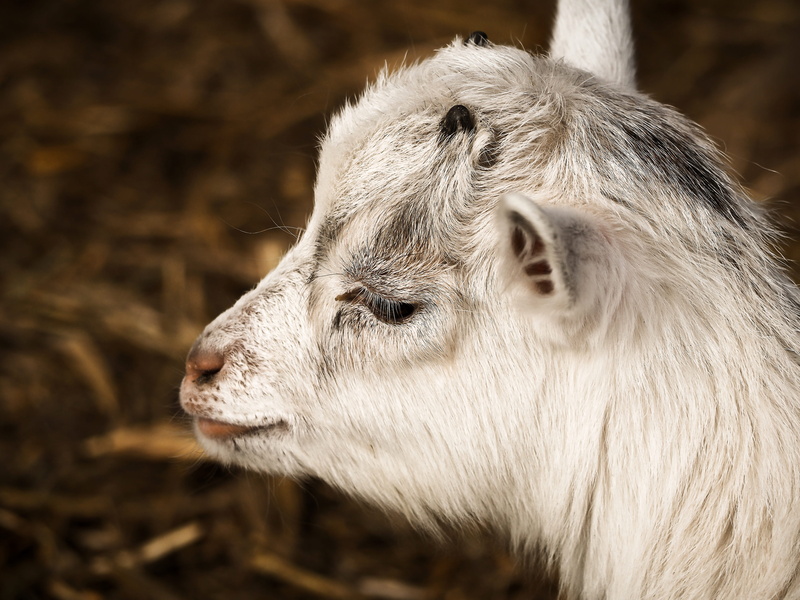 hair, enclosure, nature, looking away, no people, animal world, public record, snout, farm, vertebrate, pets, day, animal themes, white goat, profile view
