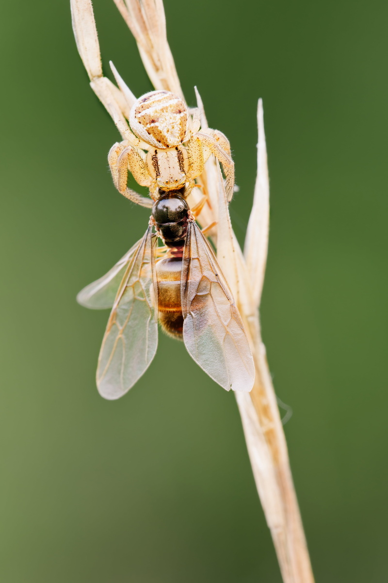 selective focus, outdoors, spider, animal eye, 5K, animal themes, macro, invertebrate, nature, one animal, animals in the wild, insect, day, plant, animal body part