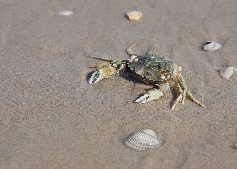 scissors, nature, animal Shell, animal, day, cancer, shellfish, marine, shell, tortoise shell, no people, sea, water, beach, wadden sea, gray, animal themes