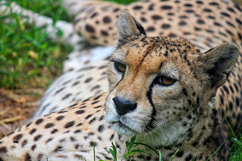 no people, fur, wild, animal head, speed record, animal themes, predator, big cat, animal, undomesticated cat, animal wildlife, one animal, concerns, head