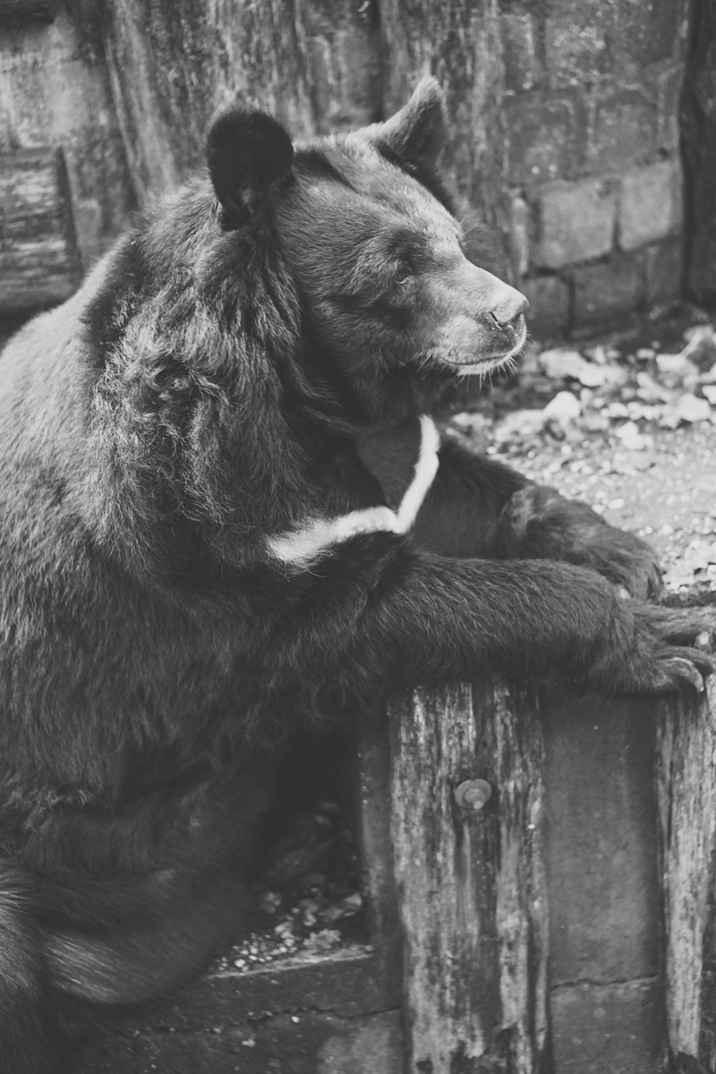 day, one animal, wildlife photography, imprisoned, pets, wood - material, animal recording, mammal, animal head, focus on foreground, wild animal, no people