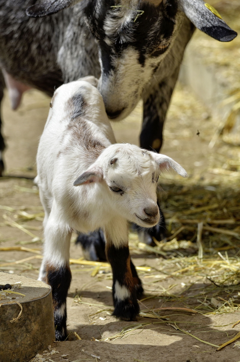 outdoors, group of animals, standing, pets, lambs, farm, focus on foreground, nature, two animals, domestic animals, young animal, kid, public record, herbivorous