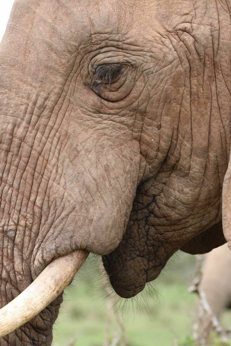 proboscis, vertebrate, ivory, animal body part, no people, profile view, savannah, elephant, animal wildlife, majestic, bull, wilderness, safari, animal eye