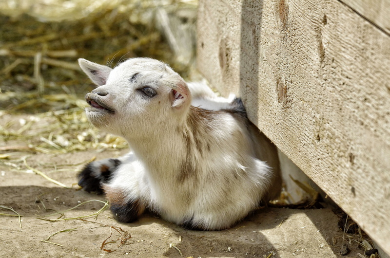 livestock, looking away, animal wildlife, herbivorous, domestic goat, public record, cute, lying, farm, no people, animal themes, 4K, horns, kid, focus on foreground