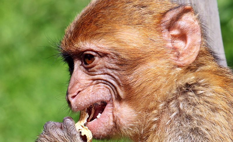 animal body part, mouth open, one animal, young animal, eating, hand, close-up, no people, wild animal, animal eye, animal themes, peanut, 1080P, close