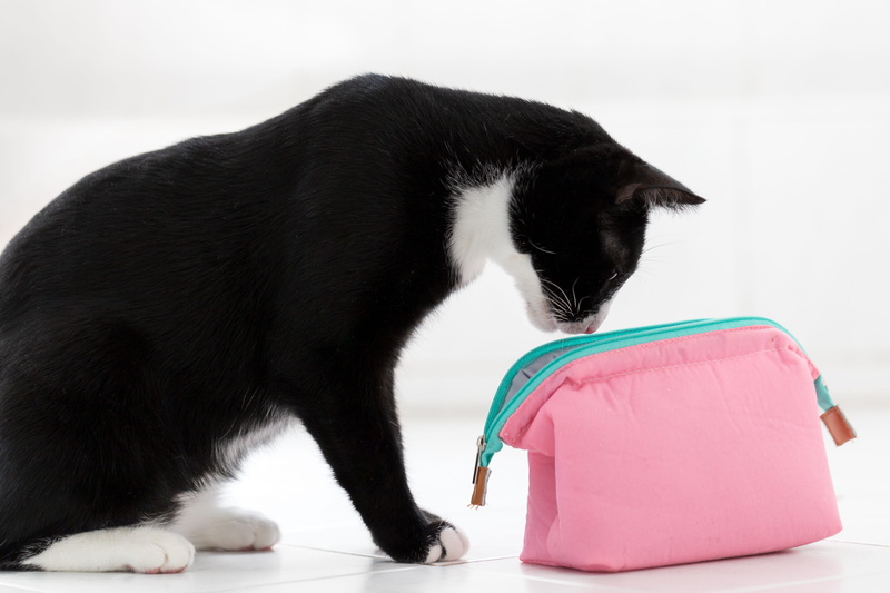 curious, side view, animal recording, cute, animal themes, domestic, pets, domestic cat, pet, animal world, whisker, black color, animal, no people, portrait