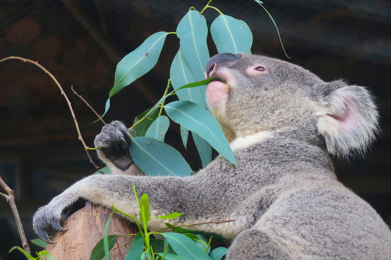 no people, species, vertebrate, koala, 5K, animal, eyes closed, public record, animal world, animal themes, wild, animals in the wild, zoo, mammal, close-up