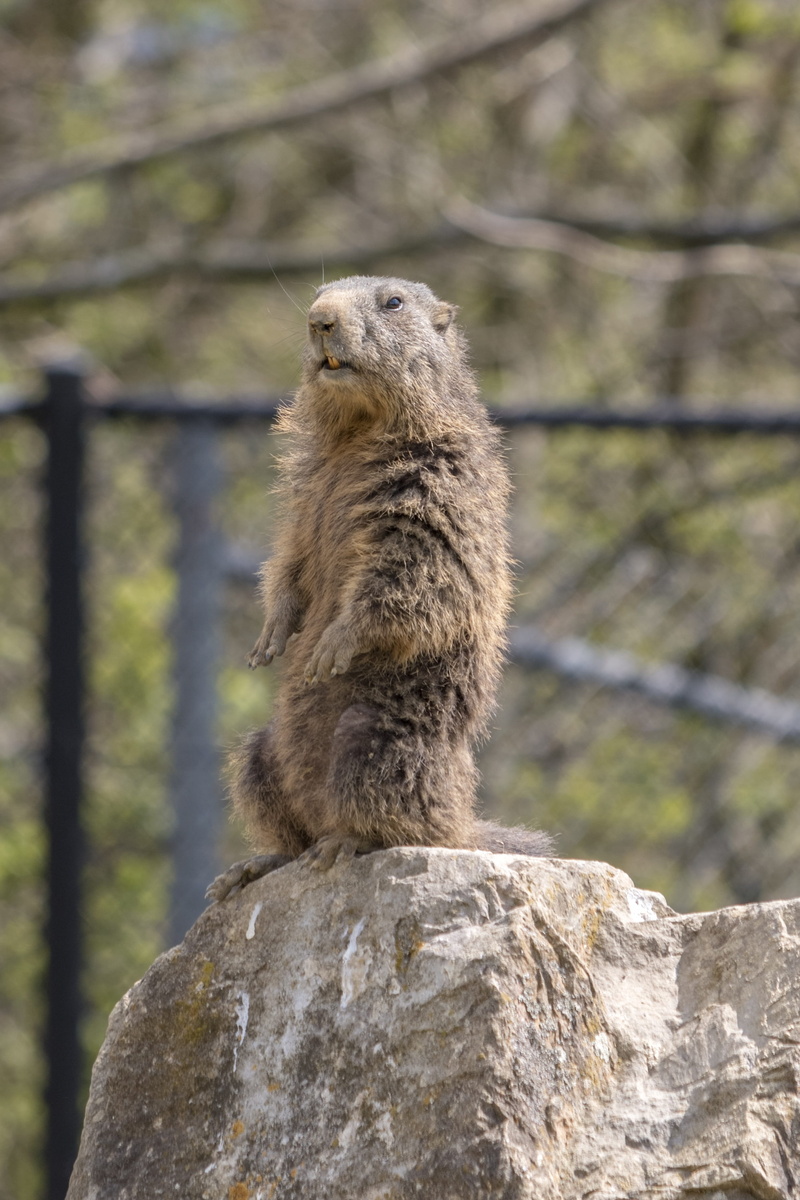 vertebrate, solid, mammal, ausschau, day, dentai records, boss, nature, look, alpine marmot, tree, watch, animals in the wild, stone, looking away, animal