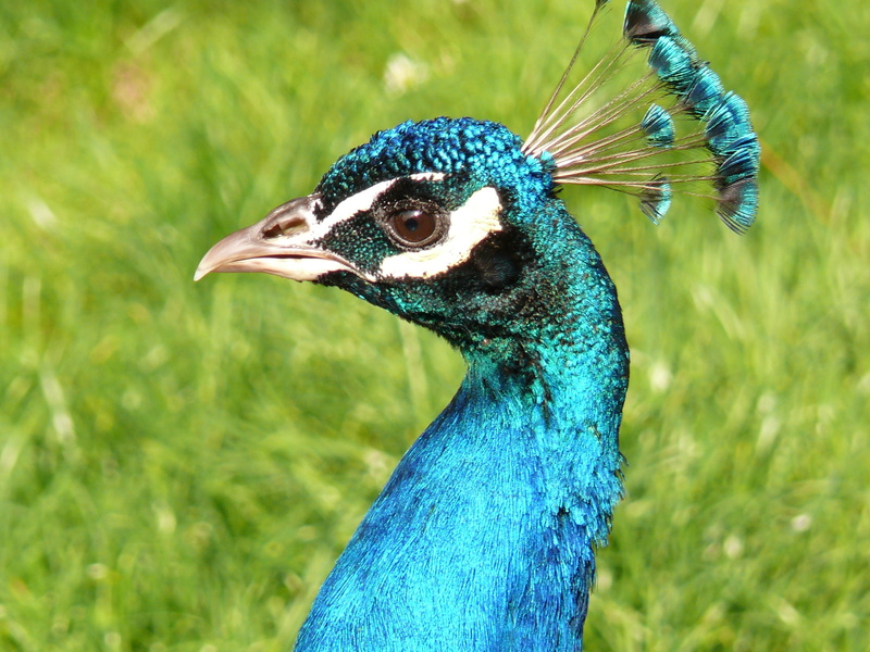 outdoors, colorful, profile view, day, animals crest, public record, feather, animal, animal neck, plant, one animal, animal wildlife, peacock bird, beak