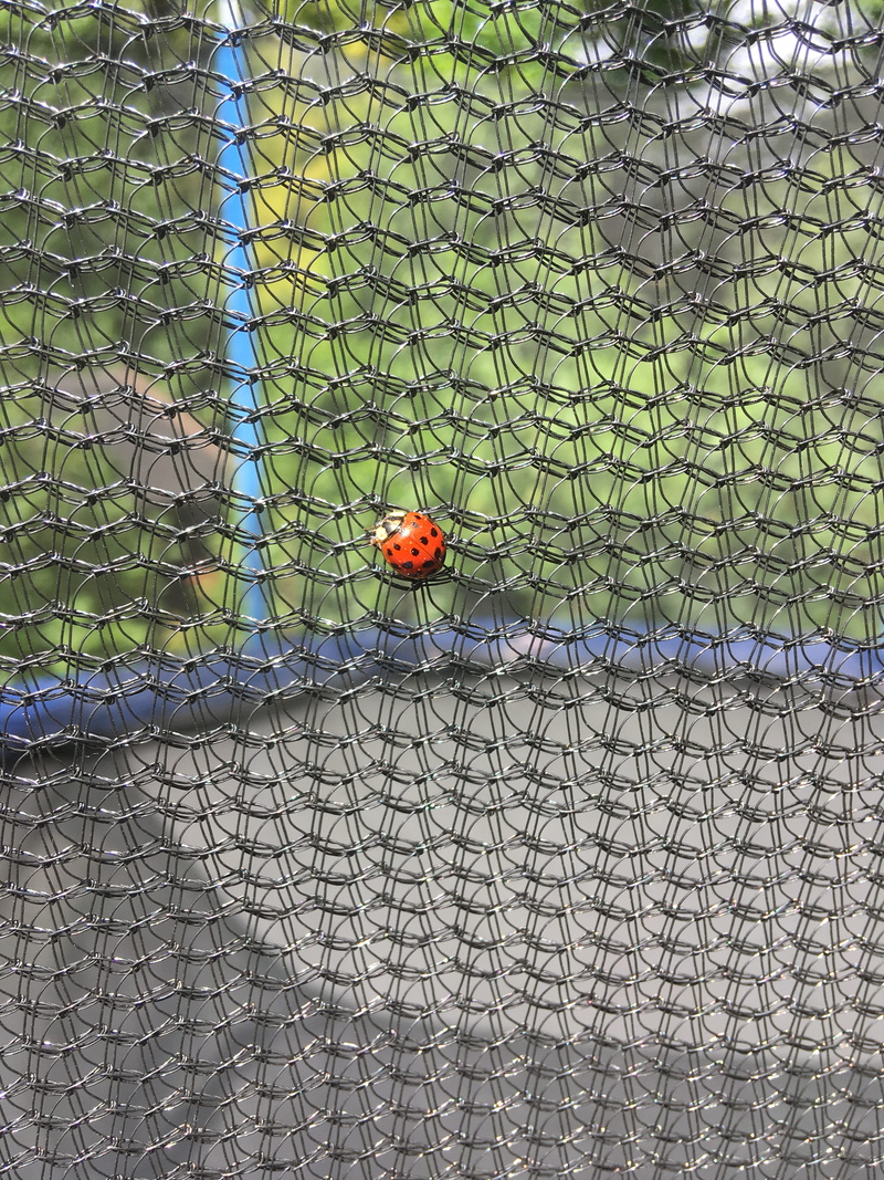 outdoors, garden, background, textured, natural pattern, no people, animal wildlife, animal, animal world, close, 4K, invertebrate, pattern, butterfly - insect