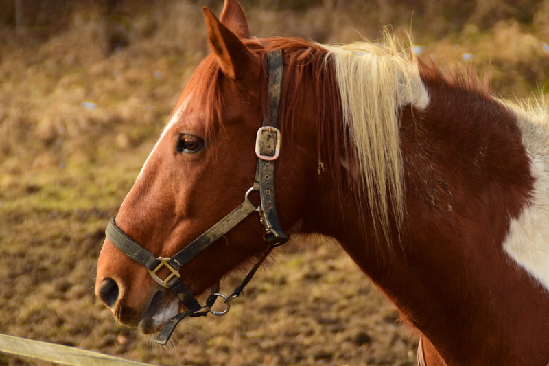light brown, animal wildlife, mane, animal, herbivorous, brown horse, animal world, pasture, bridle, field, horse head, domestic animals, domestic, ranch