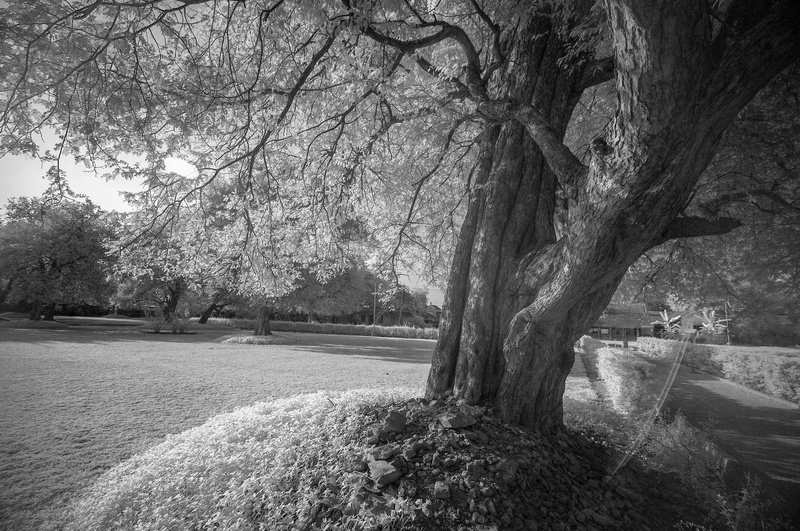 day, tranquil scene, tamil nadu, india, tree, park, trunk, land, outdoors, field, black and white, scenics - nature, no people, environment, park - man made space