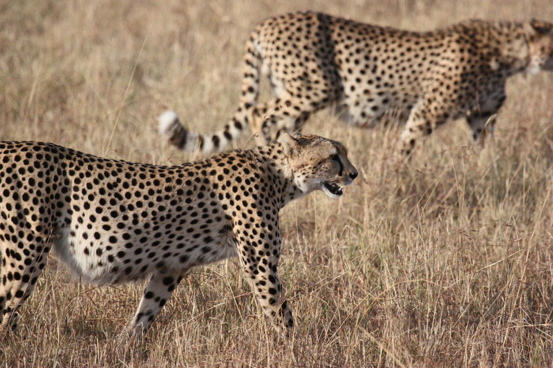 cat, mammal, animal world, cheetahs, animal themes, land animal, day, plant, cheetah, africa, big cat, ground, savanna, spotted, safari, two, wild, speed record