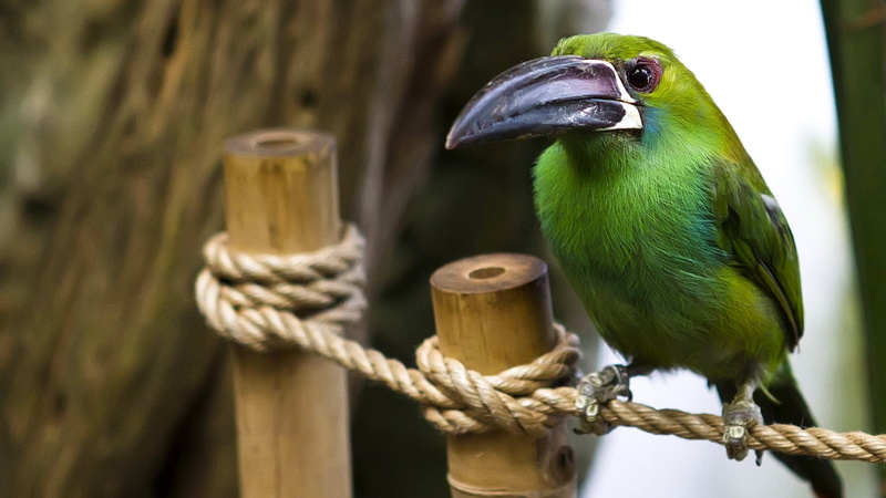 rope, feathers, beak, 1080P, black, colorful, long, Bird, green, color, white