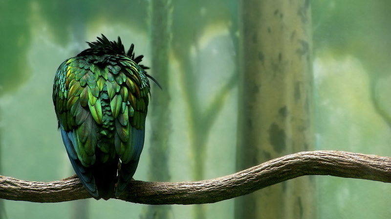 graphics, creative, black, green, colored, illustration, hd, brown, branch, creative and graphics, 1080P, bird