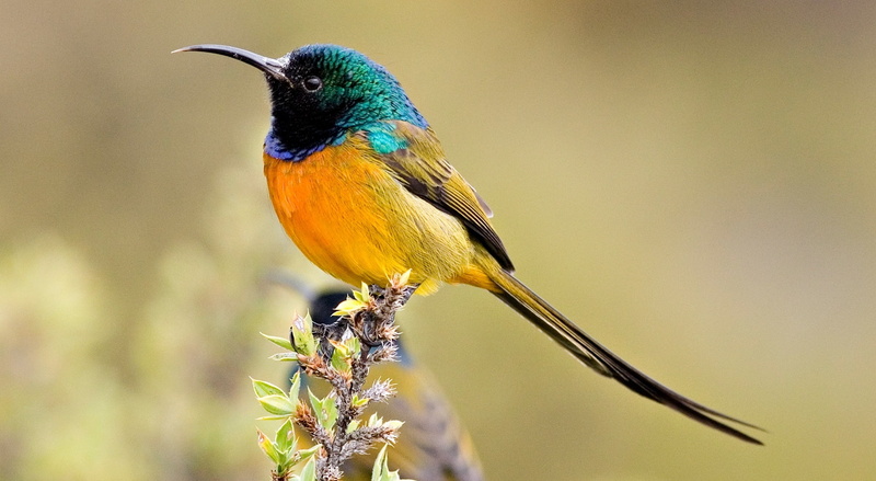 animal wildlife, multi colored, no people, plant, animals in the wild, vertebrate, day, full length, beauty in nature, songbird, outdoors, one animal, Colorful