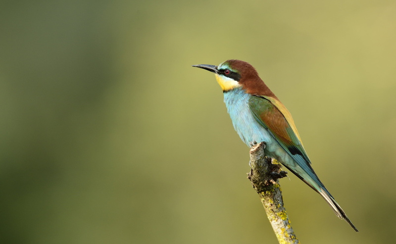 animals in the wild, one animal, poultry, 2K, vertebrate, twig, rainforest, bird, nature, outdoors, branch, day, bee-eater, green, no people, animal, light