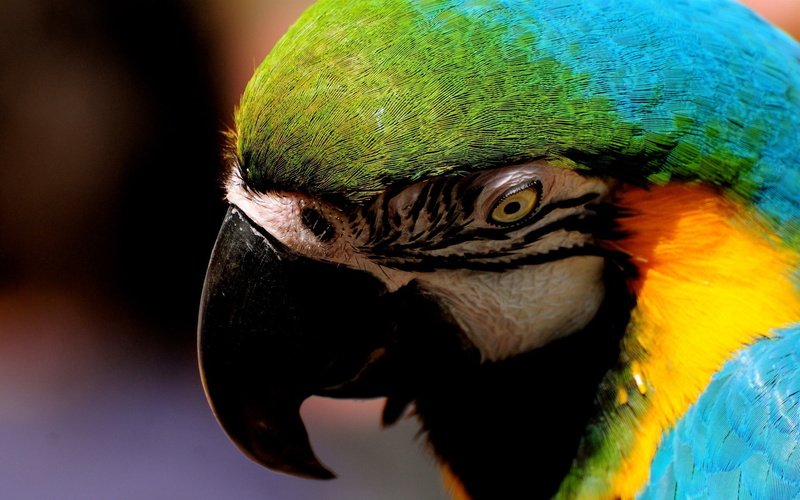 animal body part, close-up, hd, colorful, macaw, gold and blue macaw, 2K, animal eye, blue, animals in the wild, green, parrot, day, one animal