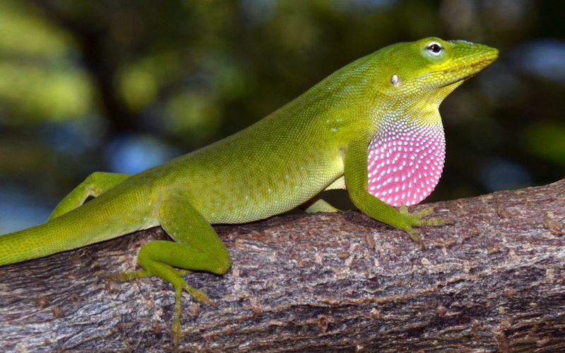 close-up, no people, 2K, caribbean, states, found, vertebrate, animal themes, gecko, anole, united, ability, southeastern, lizard, change, green color