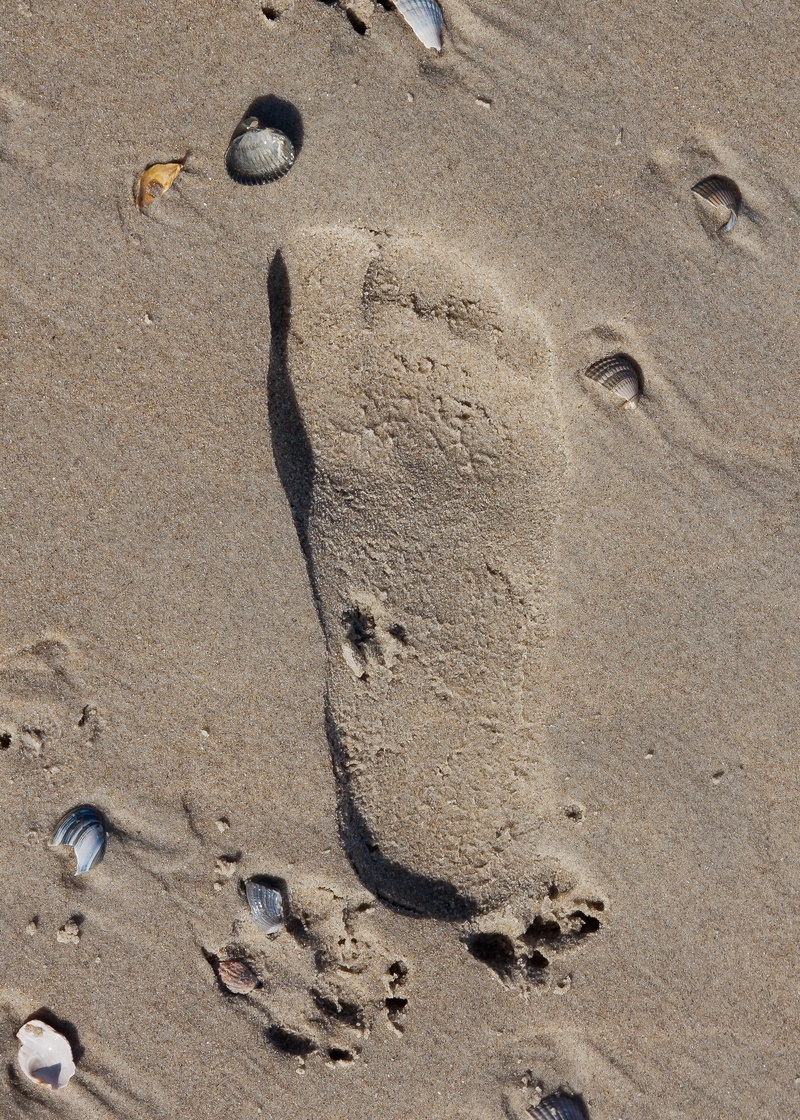 print, beach sand, high angle view, track - imprint, sea, wave, wet, footprint, day, sunlight, sand sculpture, sandburg, sand, no people, animal track