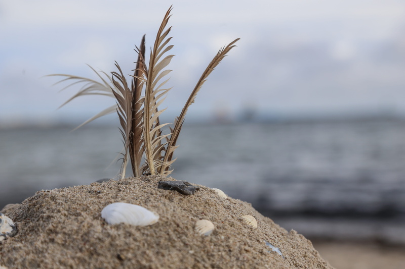 selective focus, land, autumn, Beach, baltic sea, close-up, focus on foreground, Feather, rock - object, horizon, outdoors, beauty in nature, nature, day