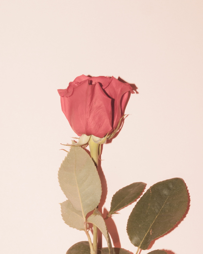 fragility, diamond, pink color, veins, red, gemstone, sprout, sunflower, flower arrangement, plant part, petal, flower, accessories, studio shot, flowering plant