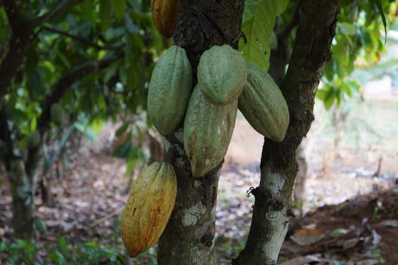 fruit, raw, 5K, cocoa, green color, cacao, tropical, growth, agriculture, plantation, nut, leaf, plant part, plant, beauty in nature, land, food and drink