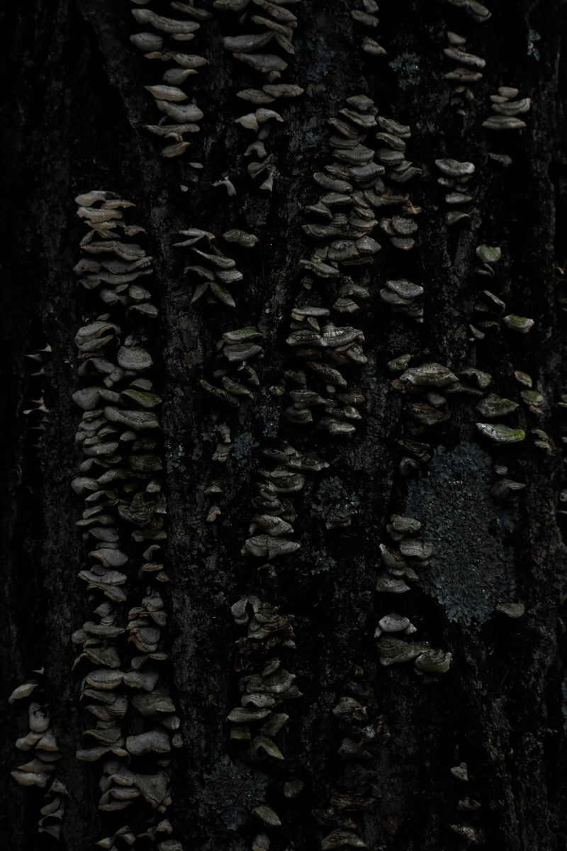 tarmac, abstract, abies, pattern, 5K, close-up, fungi, beauty in nature, growth, leaf, outdoors, no people, piste, nature, day, woodland, ground, plant part