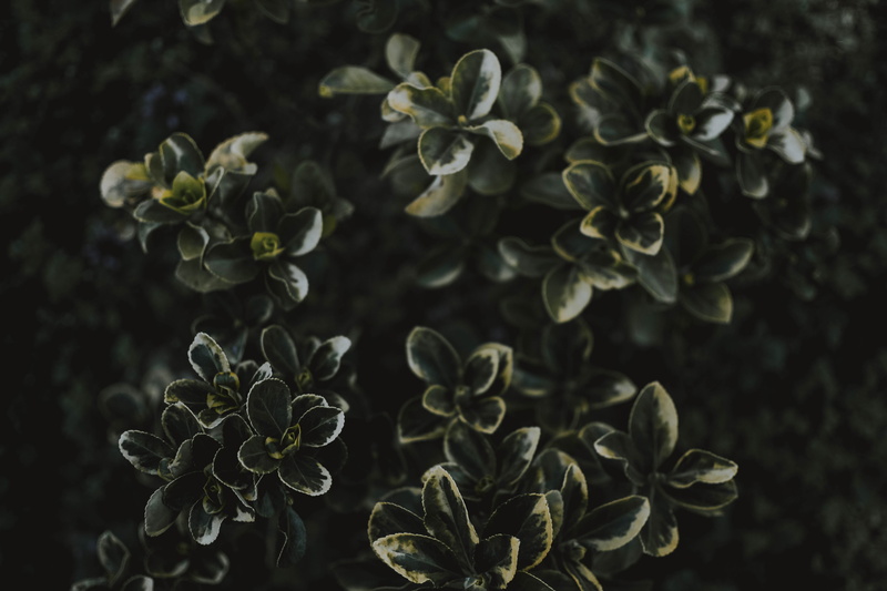 landscape, freshness, sesame, frost, blossom, flower head, high angle view, inflorescence, plant part, acanthaceae, green color, flax, leaf, land, flower