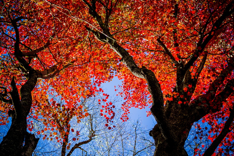 5K, day, tree, natural condition, cricket insect, maple leaf, cherry blossom, branch, overcoat, apparel, scenics - nature, coat, maple, root, sky, springtime