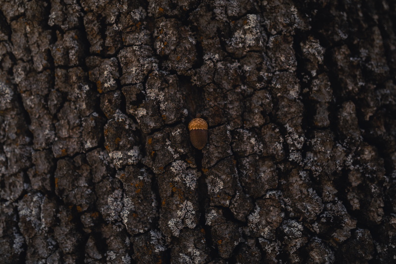 close-up, textured, textured effect, pattern, brown, outdoors, nature, blossom, flower, wood, 5K, ground, rock, texture, plant, root, trunk, black, old
