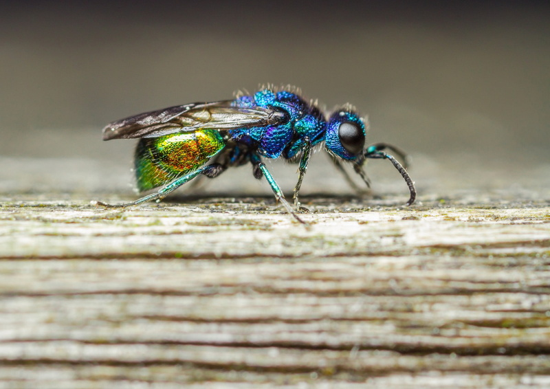 Fly, photography, insect, wood, macro, nature, 1080P, colorful