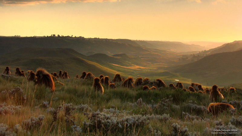 2K, Animals, gelada, baboons, africa