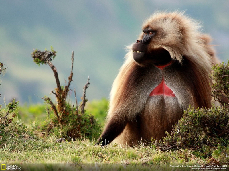male, gelada, vertebrate, animals in the wild, outdoors, hd, national, full length, animal wildlife, primate, one animal, red, no people, day, baboon, geographic