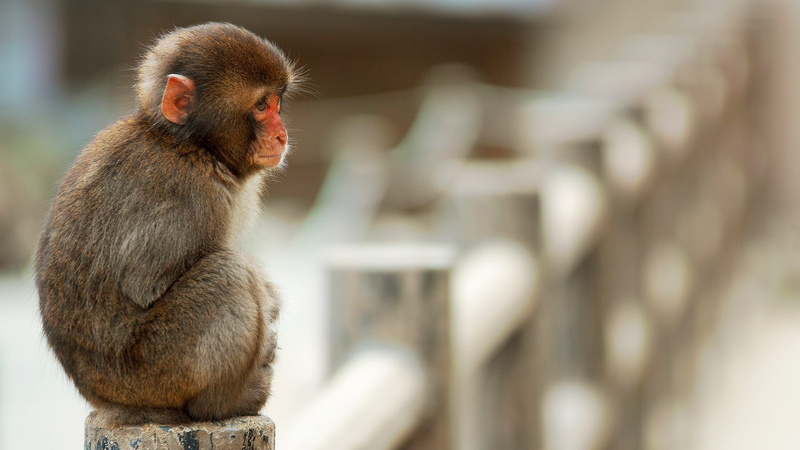 vertebrate, sitting, looking, blurred, brown, animal hair, mammal, animals, 1080P, animal body part, monkey, people, one animal, animals in the wild, focus on foreground