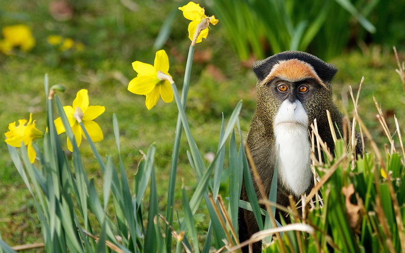 brown, white, black, 1080P, ape, funny, baboon