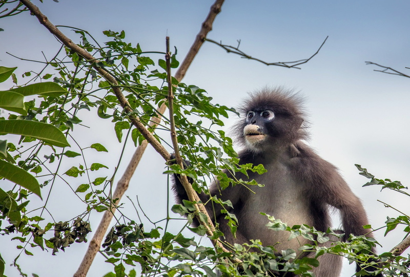 plant part, outdoors, animal wildlife, vertebrate, tree, bamboo - plant, animals in the wild, plant, low angle view, animal themes, green color, animals