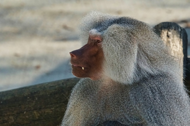 animal hair, baboon, close-up, one animal, 5K, vertebrate, animal world, animal, mouth open, focus on foreground, animal wildlife, animals in the wild