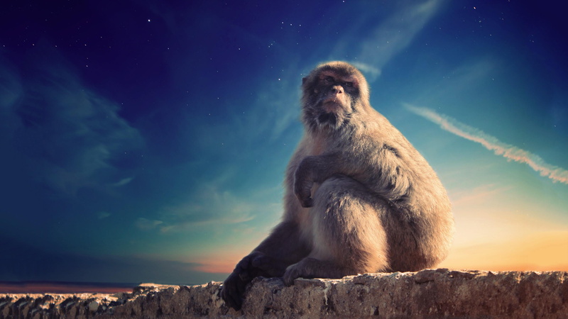 vertebrate, no people, baboon, stone, mammal, wildlife, night, 4K, seat, sky, rock - object, nature, sitting, fence, stars, primate, solid, animals in the wild