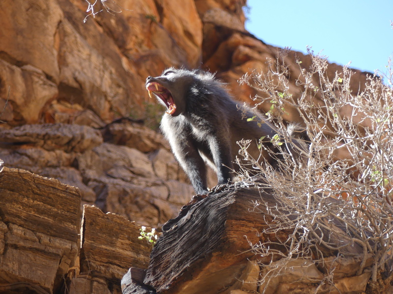 animals in the wild, tree, aggression, mammal, day, animal recording, animal mouth, sitting, animals, baboon, africa, outdoors, vertebrate, mouth open